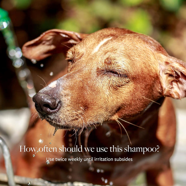Veterinary Formula Clinical Care Antiseptic & Antifungal Shampoo, 16 Oz | Medicated Formula Helps Alleviate Scaly, Greasy and Red Skin; Free from Parabens, Dyes and Soap5