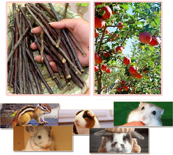 Sharllen 100G (3.5Oz) Apple Sticks Pet Snacks Chew Toys for Guinea Pigs Chinchilla Squirrel Rabbits Hamster5