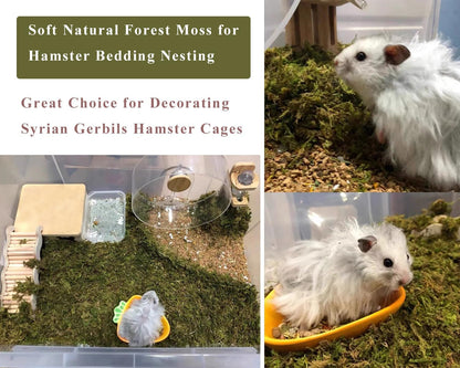 5L Forest Moss for Hamster Syrian Gerbils Bedding, Natural Moss Perfect for Potted Plants, Terrariums, Reptile Tanks and Live Creature Projects3