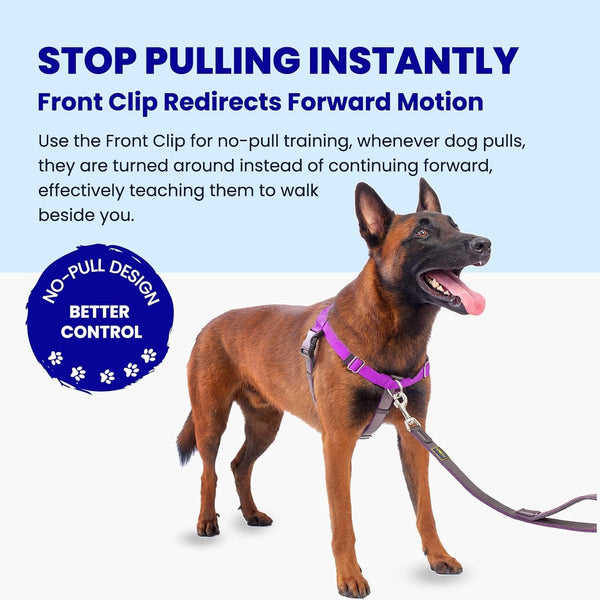 Freedom No Pull Dog Harness, Purple, Large | Designed for Hound Dog Train, Easy Walk with 2 Stainless D-Rings, Sewn-In Instructions Tags, 60-80 Lbs2