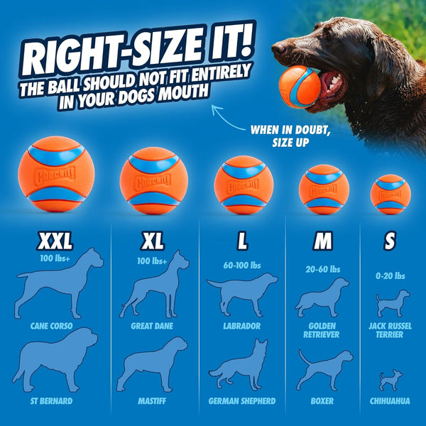 Chuckit! Sport 14S Ball Launcher for Small Dogs, 14-Inch Manual Thrower with 2-Inch Ball, Fits Dogs up to 20 Lbs5