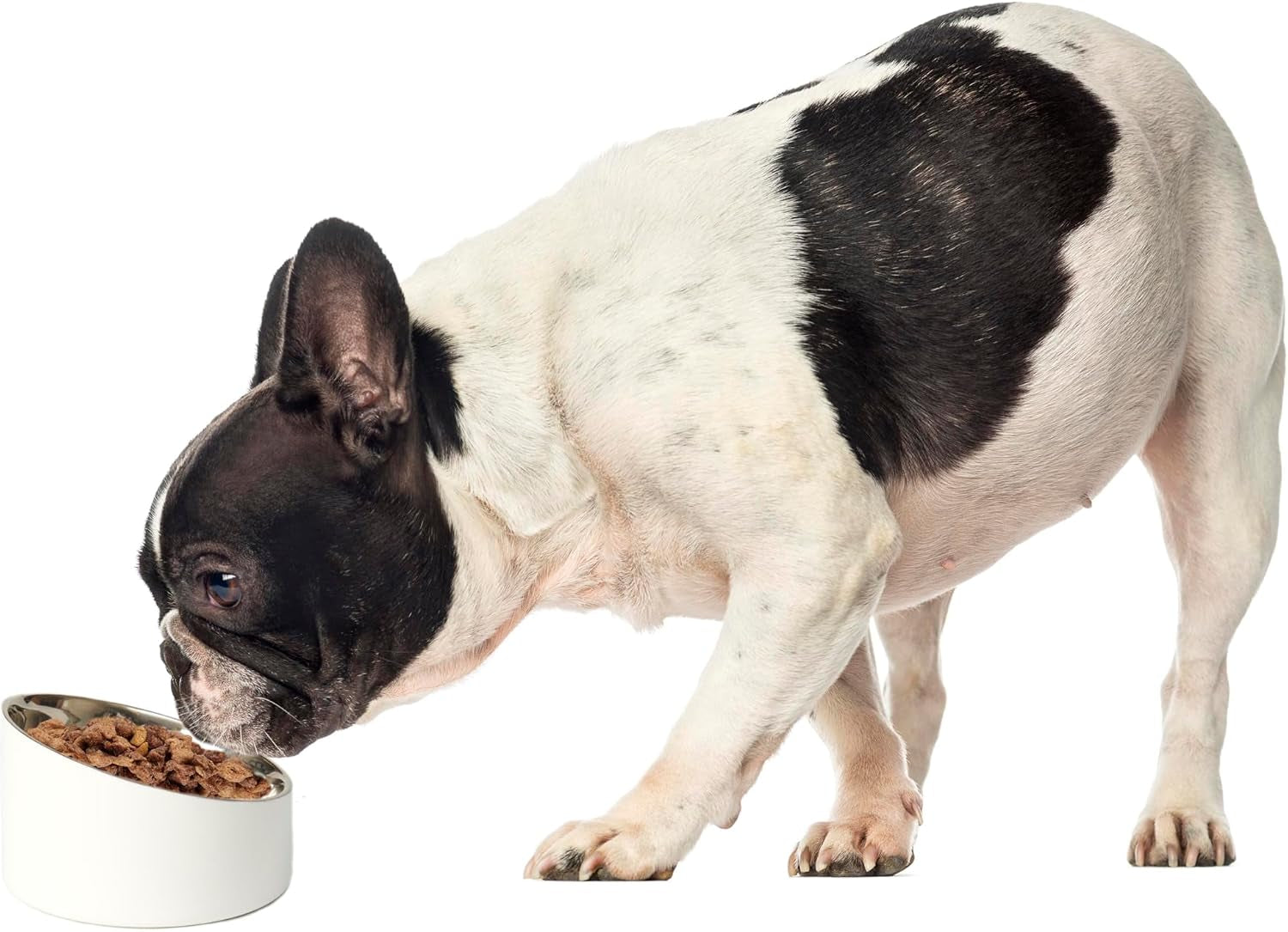 petrageous-18439-seychelles-stainless-steel-slanted-double-walled-dog-bowl-5-9-inch-width-and-3-74-inch-height-1-88-cups-capacity-white