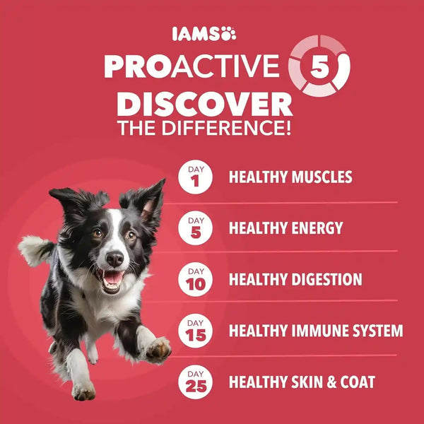 IAMS Proactive Health Minichunks Dry Dog Food, Lamb & Rice, 15 Lb | Real Lamb #1 Ingredient, Omega-6 Fatty Acids for Skin & Coat, Natural Fiber & Prebiotics, No Fillers or Artificial Flavors2