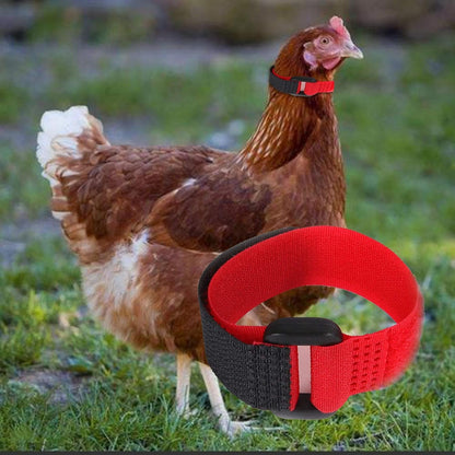 2Pcs Red Crow Rooster Collar, Crow Collar Rooster Collarno Crow Noise Neck Belt for Roosters Collars, Harnesses and Leashes Nylon Prevent Chickens from Screaming Basic Dog Collars Basic Collars3