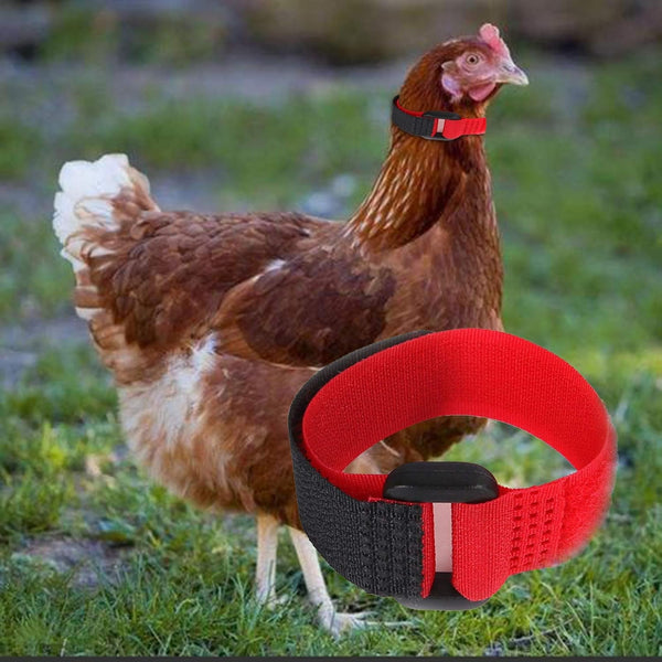 2Pcs Red Crow Rooster Collar, Crow Collar Rooster Collarno Crow Noise Neck Belt for Roosters Collars, Harnesses and Leashes Nylon Prevent Chickens from Screaming Basic Dog Collars Basic Collars3