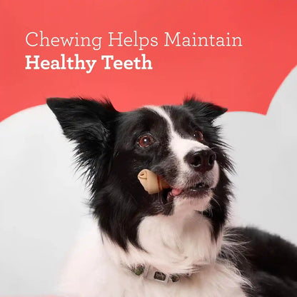 Dreambone Chicken Mini Bone Dog Treats, Daily Rawhide-Free Chew, Digests Safely and Completely, with Real Protein, Chicken and Veggies, 50 Count7