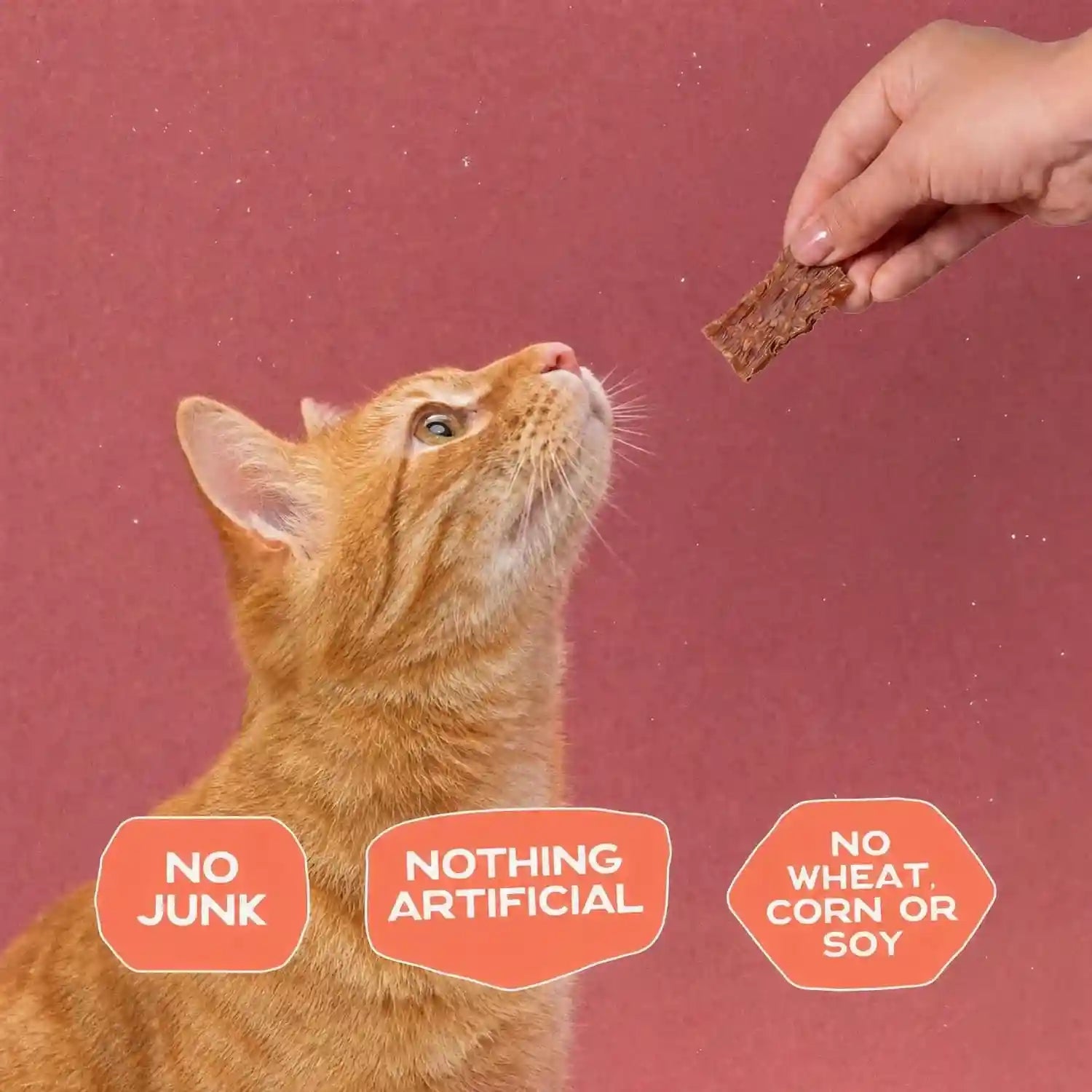 smart-cookie-salmon-jerky-cat-treats-real-salmon-flaxseed-omega-3s-for-skin-coat-grain-free-high-protein-handcrafted-natural-treat-made-in-the-usa-pack-of-1
