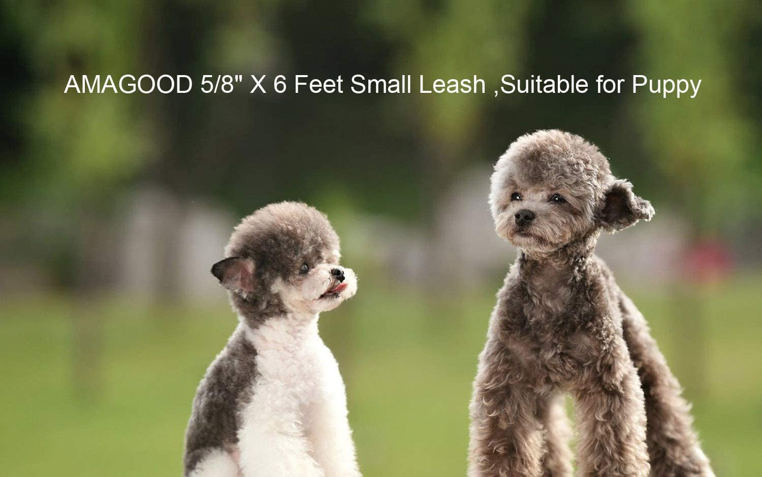 amagood-6-ft-puppy-leash-strong-traditional-style-with-easy-to-use-collar-hook-great-for-small-medium-and-large-dogs-5-8in-x-6-ft-purple