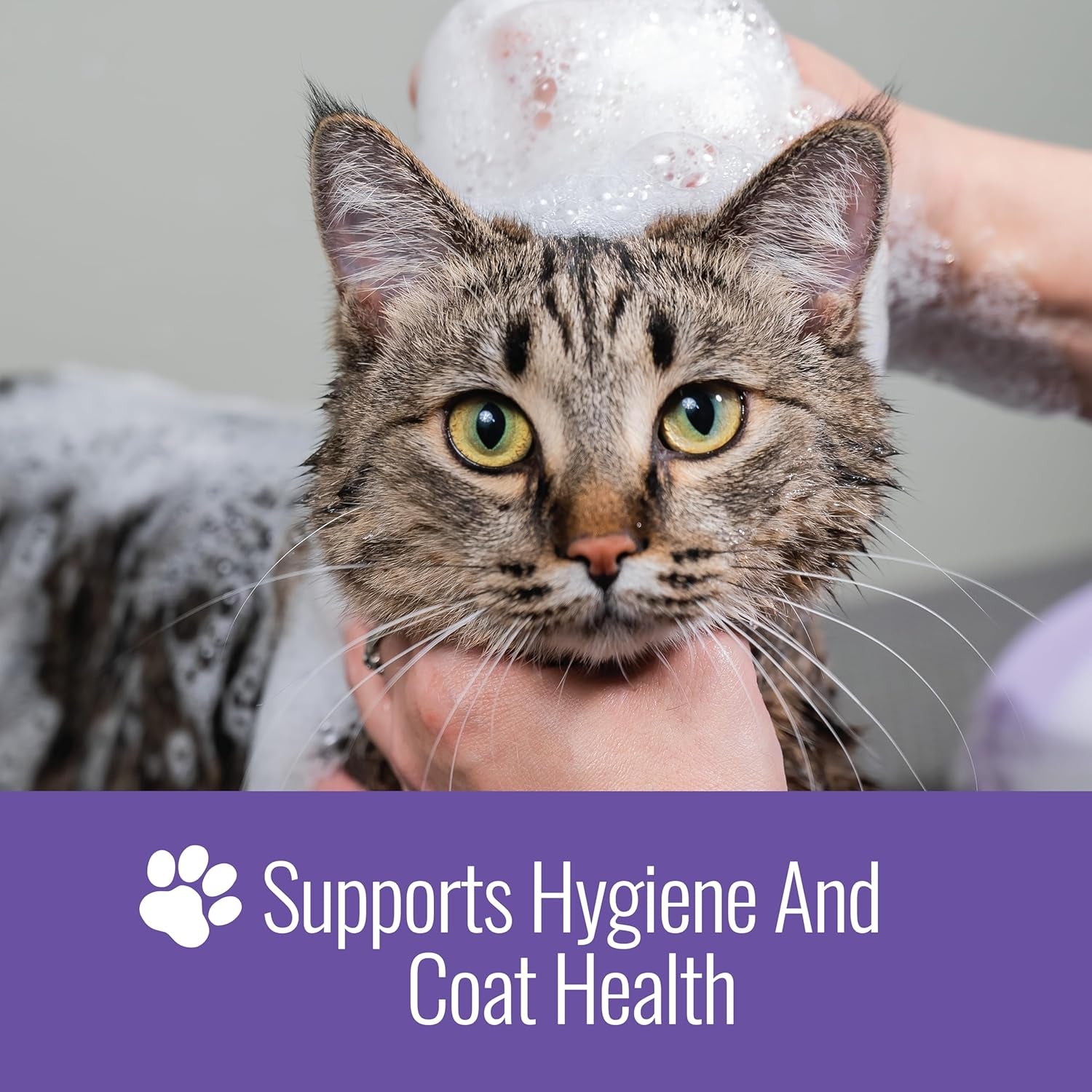 nizoral-ketoconazole-pet-shampoo-for-dogs-and-cats-16-oz-1-ketoconazole-2-chlorhexidine-gluconate-antifungal-antimicrobial-support-skin-health-odor-control-dog-itching-skin-relief-shampoo