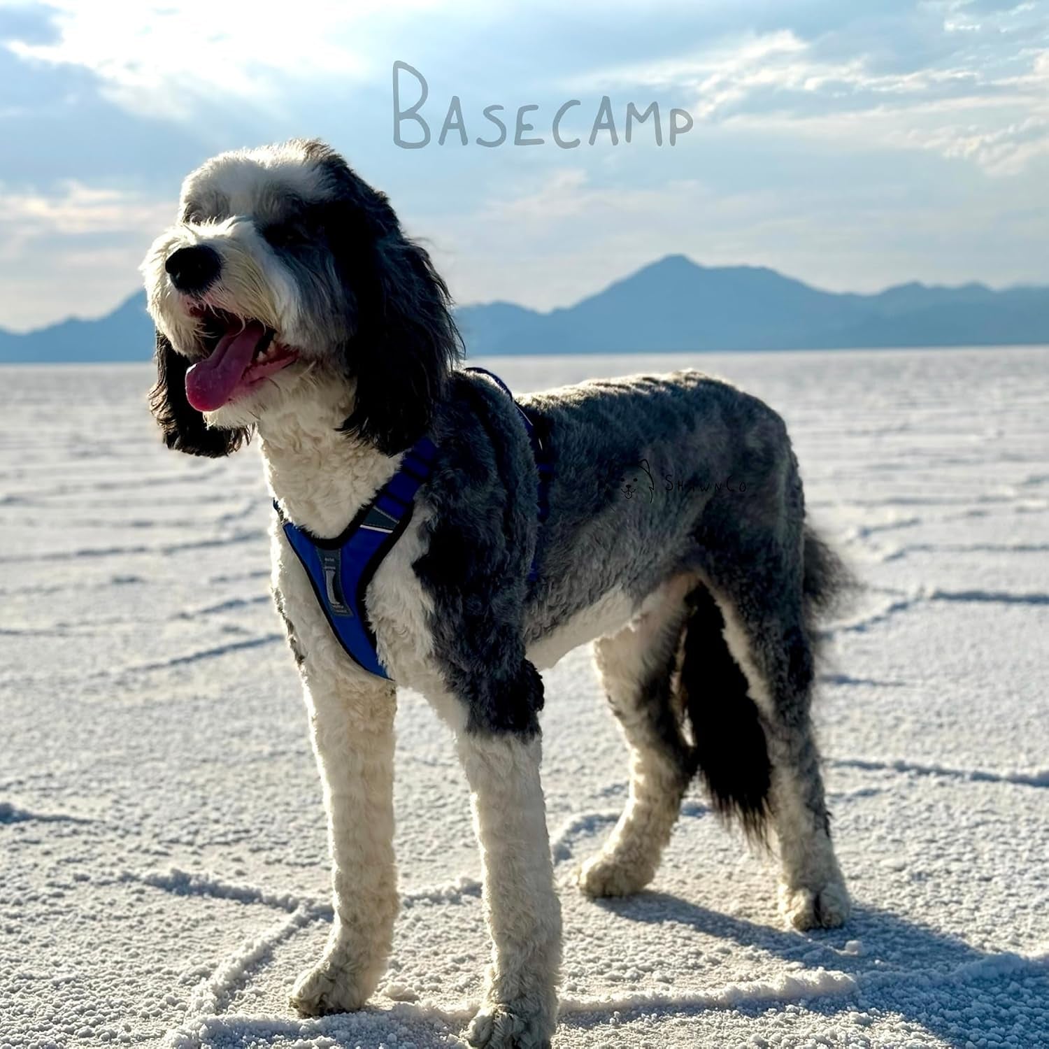 shawnco-basecamp-dog-harness-no-pull-pet-vest-with-3-leash-clips-padded-reflective-lightweight-and-adjustable-harness-with-handle-for-small-medium-and-large-dogs-icy-lilac-m