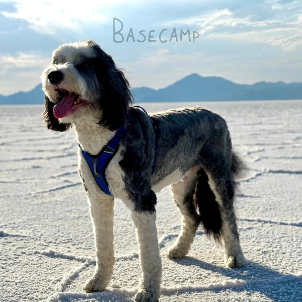 Shawnco Basecamp Dog Harness, No-Pull Pet Vest with 3 Leash Clips, Padded, Reflective, Lightweight and Adjustable Harness with Handle for Small, Medium and Large Dogs (ICY Lilac, M)6
