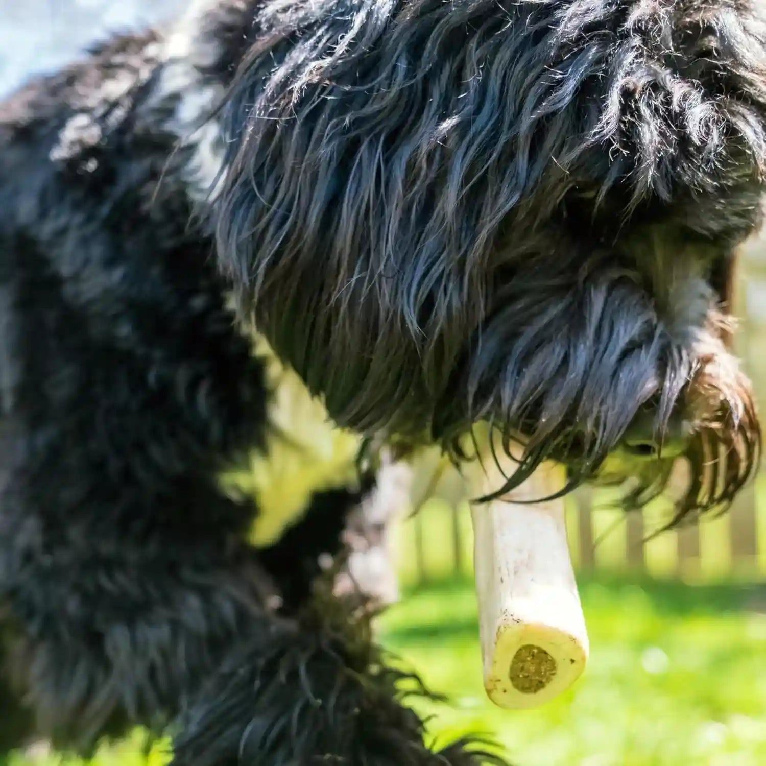 cadet-stuffed-shin-bones-for-dogs-peanut-butter-flavor-large-5-6-long-lasting-dog-chew-bone-for-aggressive-chewers-supports-dental-health-dog-bones-for-large-dogs-keeps-dogs-busy
