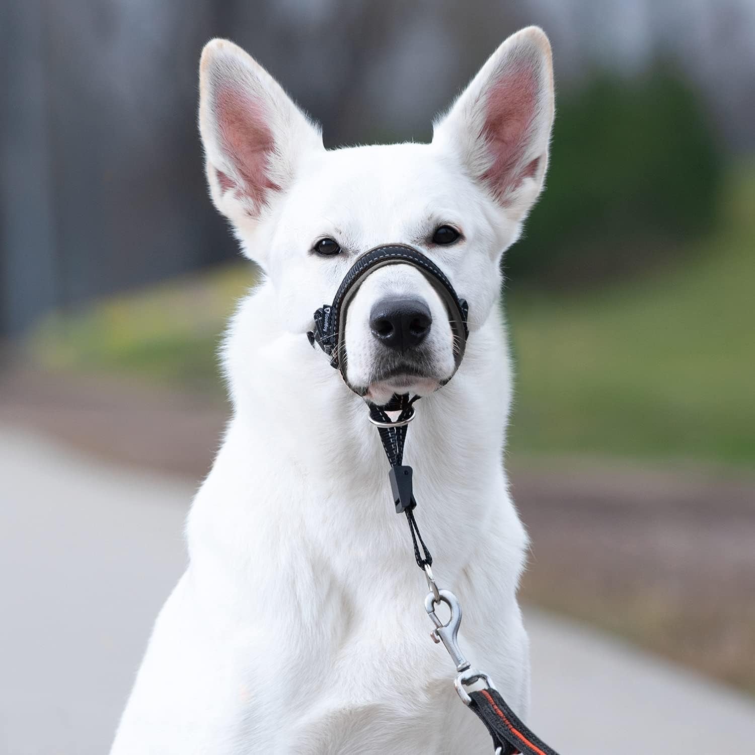 goodboy-dog-head-halter-with-safety-strap-stops-heavy-pulling-on-the-leash-padded-headcollar-for-small-medium-and-large-dog-sizes-head-collar-training-guide-included-size-2-black