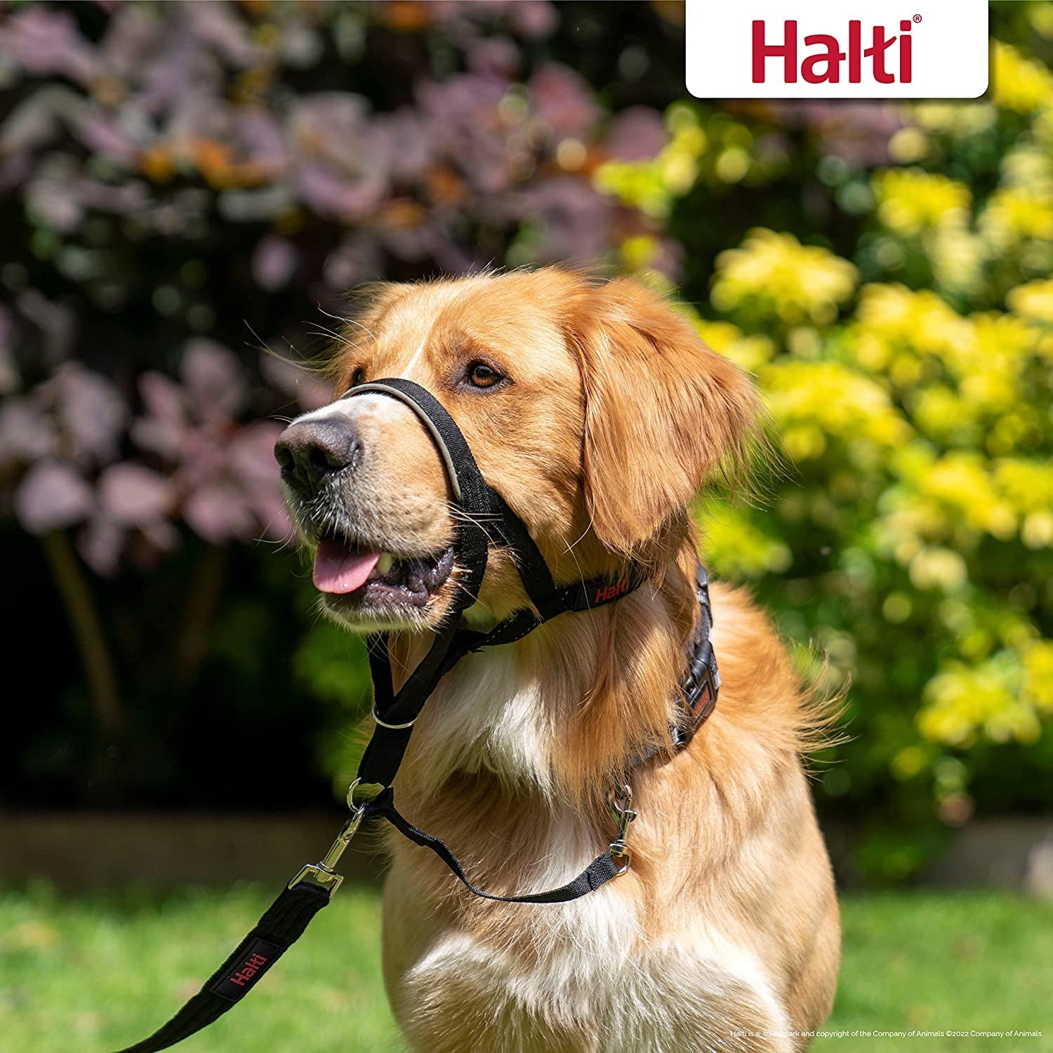halti-headcollar-size-4-black-halti-training-leash-size-large-black-bundle-stop-your-dog-pulling-on-the-leash-adjustable-lightweight-with-padded-nose-band-suitable-for-large-dogs