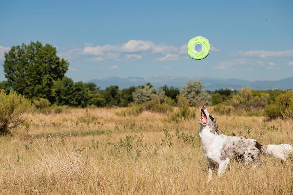 Chuckit! Amphibious Zipflight Floating and Flying Disc Dog Toy, Medium (8.5"), Assorted Colors (Orange and Blue/Green and Blue)9