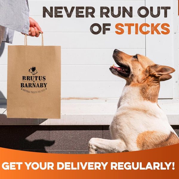 BRUTUS & BARNABY Bully Sticks for Small, Medium & Large Dogs, 6 Inch, 12 Ct | Long Lasting Thick Grass Fed Beef Pizzle Chew Treats, Odor Free and Rawhide Free, Great for Aggressive Chewers8