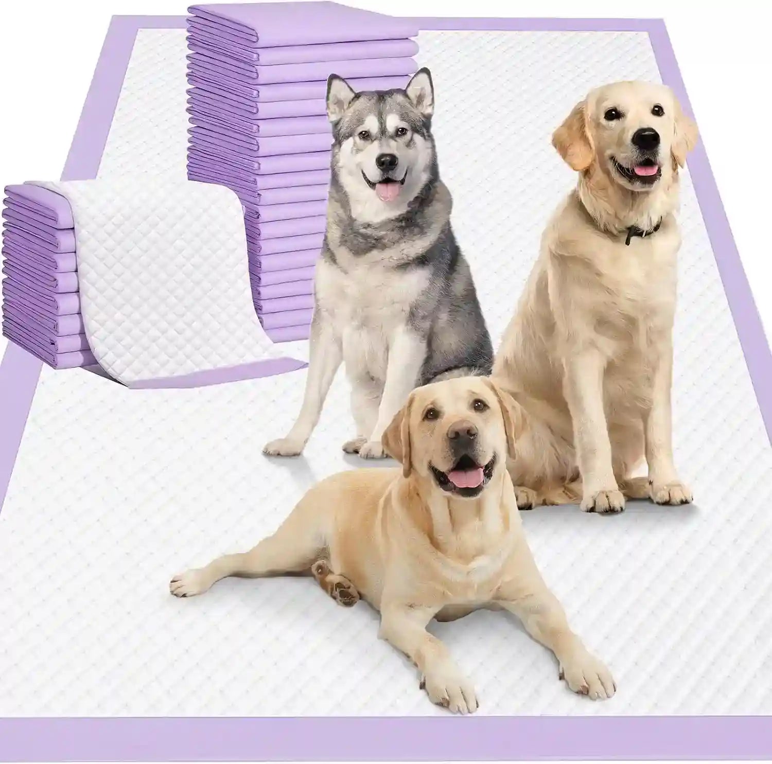 dogs-on-purple-edged-puppy-pads-ideal-for-pet-training-and-indoor-use-with-stacks-of-absorbent-mats-nearby