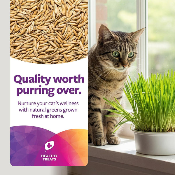 Smartykat Sweet Greens Organic Oat Grass All-In-One Cat Grass Grow Kit, Easy-To-Grow to Support Digestion & Hairball Reduction2