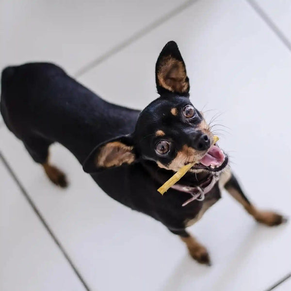 Fieldcrest Farms Nothin' to Hide Twist Stix, Beef Flavor, Easily Digestible, Supports Skin, Coat, Joints & Muscles, for Moderate Chewers under 15Lbs, 50 Pieces13