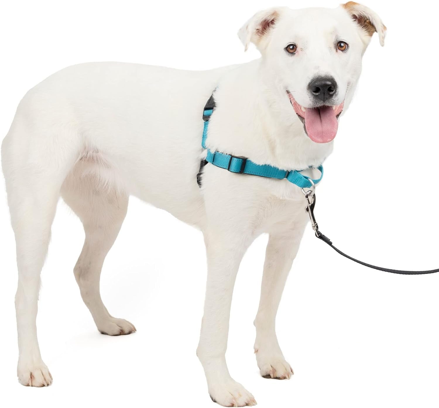 petsafe-easy-walk-deluxe-dog-harness-no-pull-dog-harness-perfect-for-leash-harness-training-stops-pets-from-pulling-and-choking-on-walks-medium-ocean