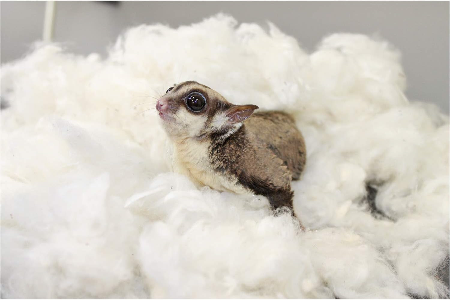 exotic-nutrition-all-natural-nesting-material-4-oz-100-cotton-eco-friendly-animal-bedding-for-sugar-gliders-squirrels-hamsters-rabbits-wild-birds-wildlife