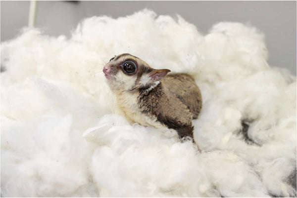Exotic Nutrition All-Natural Nesting Material (4 Oz.) - 100% Cotton Eco-Friendly Animal Bedding - for Sugar Gliders, Squirrels, Hamsters, Rabbits, Wild Birds & Wildlife4
