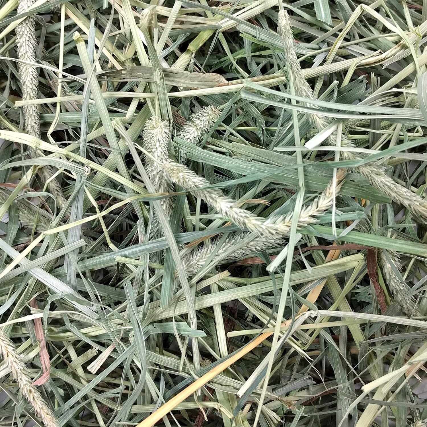 oxbow-hay-blends-western-timothy-hay-orchard-grass-guinea-pig-food-small-pet-bunny-supplies-all-natural-grass-for-guinea-pig-rabbit-oxbow-rabbit-supplies-for-bunnies-90-oz-bag-oxbow-timothy-hay-bunny-hay-for-rabbits-guinea-pigs-bunnies-and-chinchillas-hand-sorted-de-dusted-high-fiber