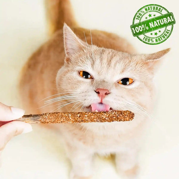 Natural Silvervine & Catnip Dental Chew Sticks,12 PC | 100% Natural Dental Chews (6 Catnip, 6 Silvervine Fruit). Cleans Teeth, Freshens Breath, and Relieves Kitten Teething5