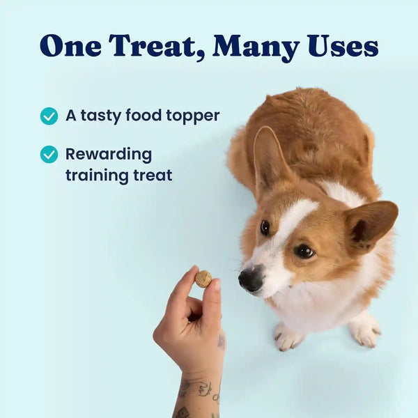 Solid Gold Freeze Dried Dog Food - W/Real Beef, Pumpkin & Superfoods - Freeze Dried Raw Dog Food Toppers for Picky Eaters to Serve as a Nutrient-Dense Meal Topper or High Protein Treats - 1.5Oz6