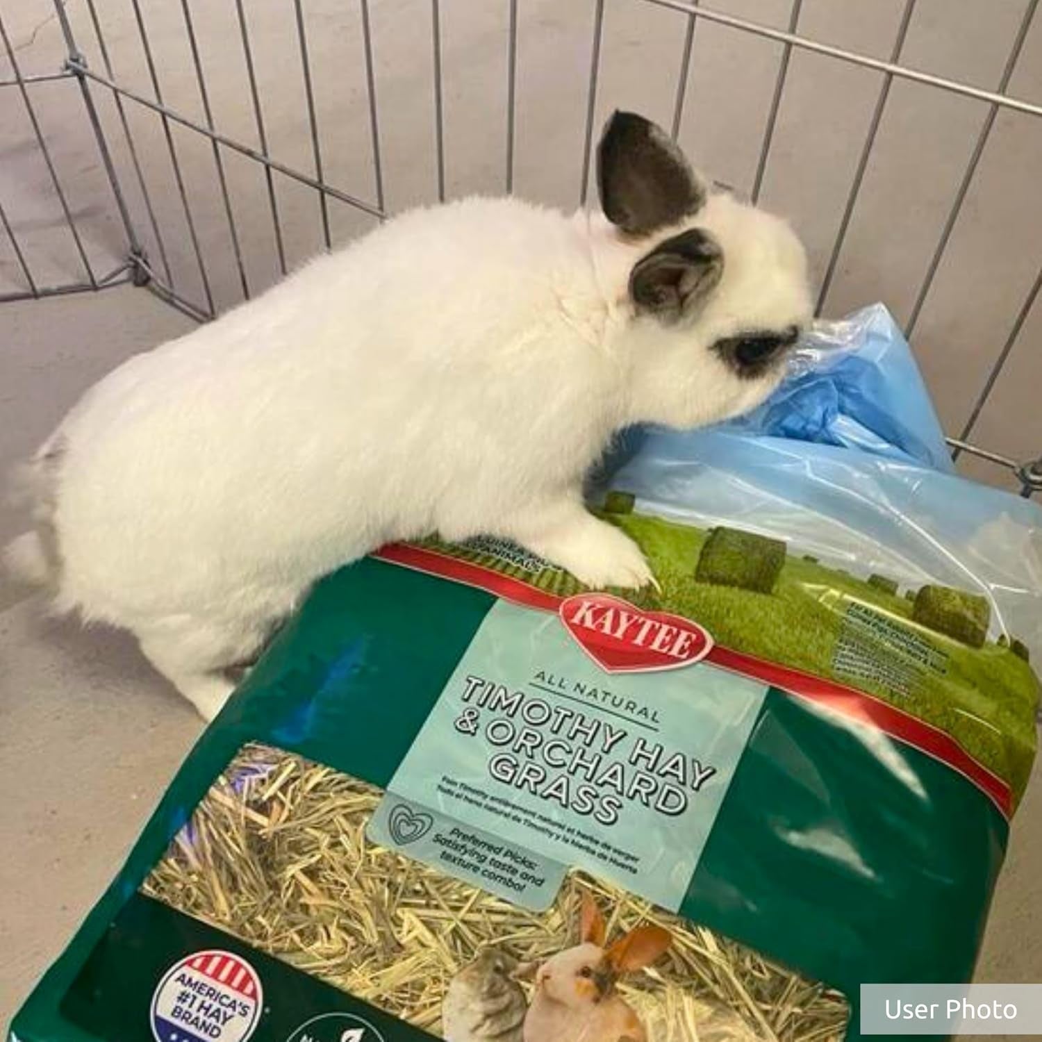 kaytee-timothy-hay-orchard-grass-for-guinea-pigs-rabbits-other-small-animals-48-oz