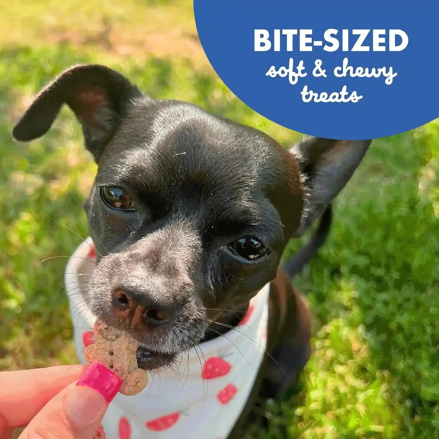 buddy-biscuits-original-soft-chewy-w-bacon-cheese-20oz