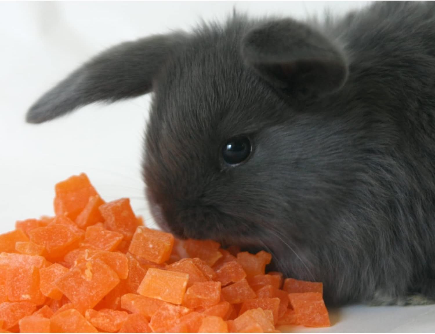 exotic-nutrition-papaya-treat-1-2-lb-healthy-natural-dried-fruit-treat-rabbit-guinea-pig-hamster-gerbil-rat-parrot-sugar-glider-squirrel-birds-small-pets
