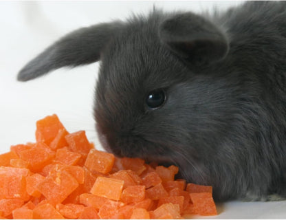 Exotic Nutrition Papaya Treat 1/2 LB - Healthy Natural Dried Fruit Treat - Rabbit, Guinea Pig, Hamster, Gerbil, Rat, Parrot, Sugar Glider, Squirrel, Birds & Small Pets2