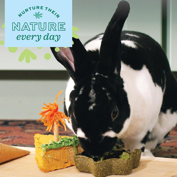 Oxbow Timothy Hay Star Dish, Rabbit & Guinea Pig Toy, Marigold Petals | Oxbow Enriched Life, Timothy Hay, Rabbit Chew Toys, Guinea Pig Enrichment, Guinea Pig Chew Toys, Rabbit Enrichment4