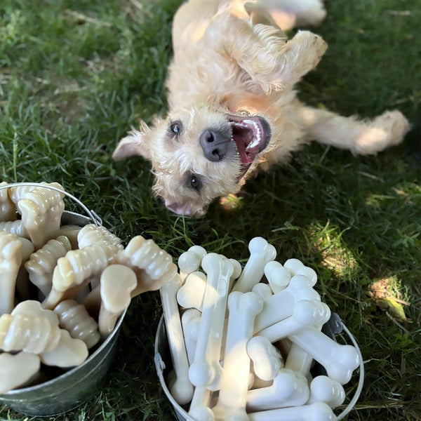 Nylabone Power Chew Original Bone Dog Chew Toys, Medium, 2 Count | Chicken and Bacon Flavor, Durable Chew Toys, Discourages Destructive Chewing, Long Lasting, for Dogs up to 35 Pounds9