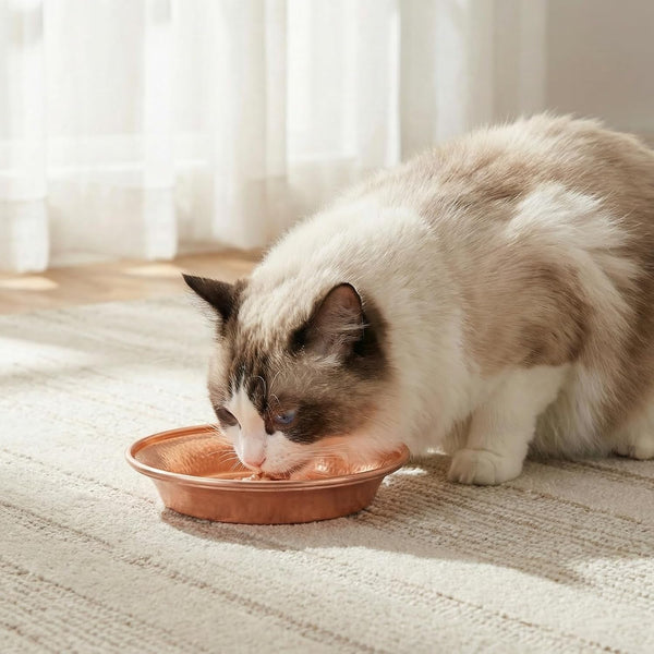 VICASKY Copper Pet Bowl, 5-Inch Luxury Hammered Cat and Dog Food Water Dish Pet Feeding Bowl Decorative for Kittens Puppies7