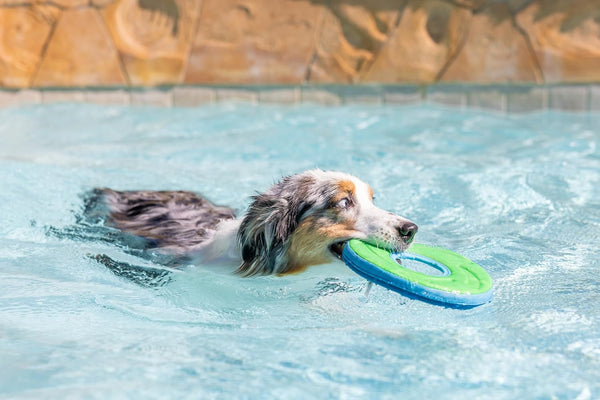 Chuckit! Amphibious Zipflight Floating and Flying Disc Dog Toy, Medium (8.5"), Assorted Colors (Orange and Blue/Green and Blue)7