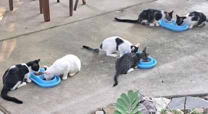 Ant Proof No Spill Cat Dog Pet Bowl 32 Oz Spill Proof Food Water Bowls Dish for Small to Medium Size Dogs Cats by with You66883