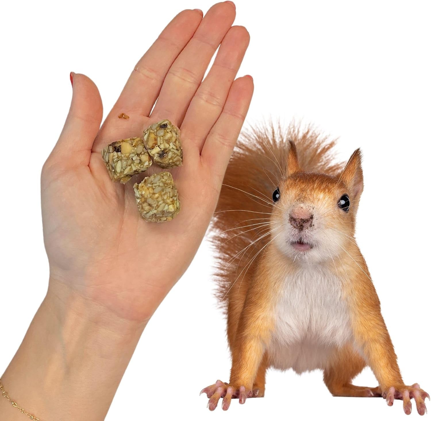 exotic-nutrition-squirrel-beneficial-blocks-healthy-unique-supplemental-food-with-nuts-seeds-10-oz