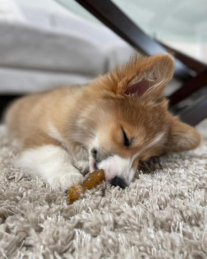 Nylabone Puppy Chew Teething Ring Bone Dog Toy, Chicken Flavor, X-Small | Soothing Teething Toys for Puppies, Puppy Enrichment, & Teething Relief, Freezable for Added Comfort, Dogs up to 15 Lbs6