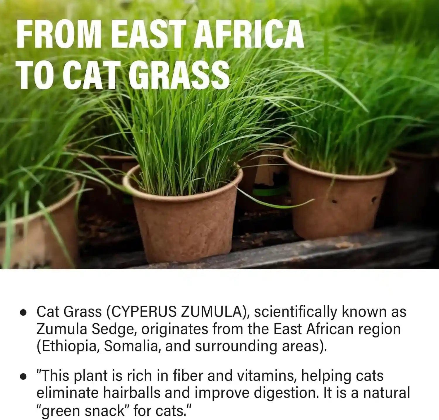 cat-grass-treats-for-indoor-cats-crunchy-wheatgrass-snacks-for-cats-120g-ready-to-eat-wheatgrass-treats-supports-natural-digestive-health-hairball-passage-grain-free-crunchy-for-dental-care