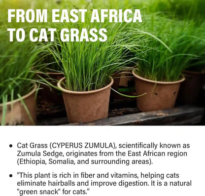 Cat Grass Treats for Indoor Cats, Crunchy Wheatgrass Snacks for Cats, 120G | Ready-To-Eat Wheatgrass Treats,Supports Natural Digestive Health & Hairball Passage,Grain-Free & Crunchy for Dental Care8