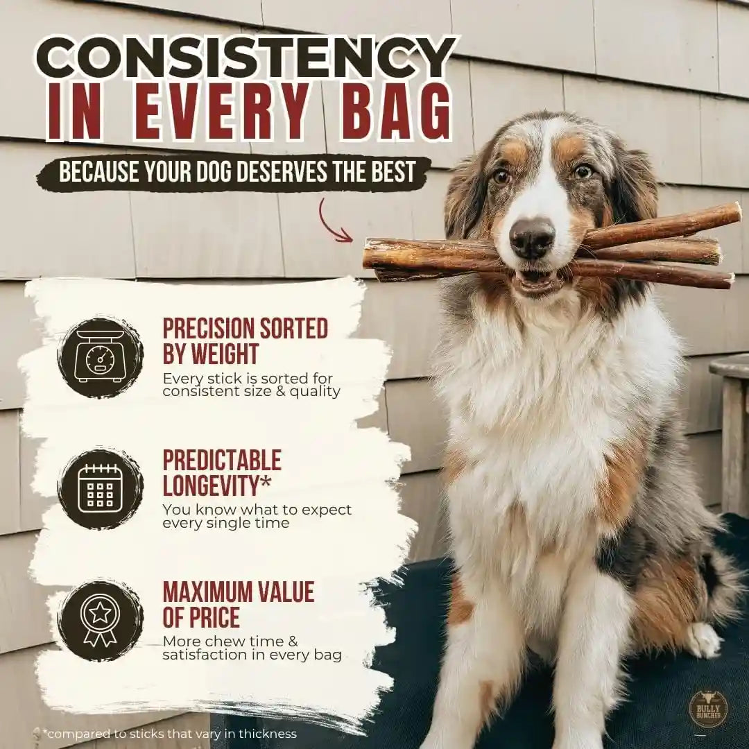 bully-bunches-premium-6-standard-5-pack-odor-free-bully-sticks-for-small-to-medium-dogs-puppies-consistently-sized-long-lasting-chews-for-oral-care-all-natural-100-beef-dog-treats