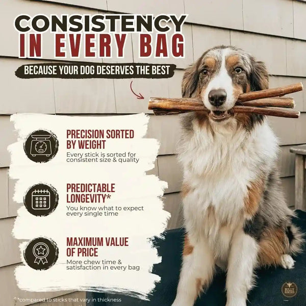 Bully Bunches Premium (6" Standard - 5 Pack) Odor-Free Bully Sticks for Small to Medium Dogs & Puppies - Consistently Sized, Long Lasting Chews for Oral Care - All Natural, 100% Beef Dog Treats7
