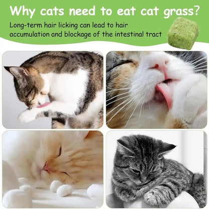 60G Cat Grass Treats for Indoor Cats, Freezed Dried Cat Grass Teething Stick Snacks for Cats, Edible Feline Chew Toys for Hairball Control and Oral Health8