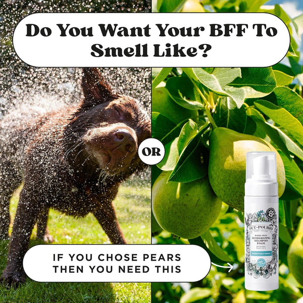 Poo-Pourri Rinse-Free Deodorizing Dry Shampoo for Dogs & Cats – Moisturizing Skin & Coat Soothing Formula - Plant Based Ingredients – Pineapple, Jasmine & Pear – No Rinse Foam Shampoo for Pet Odor8