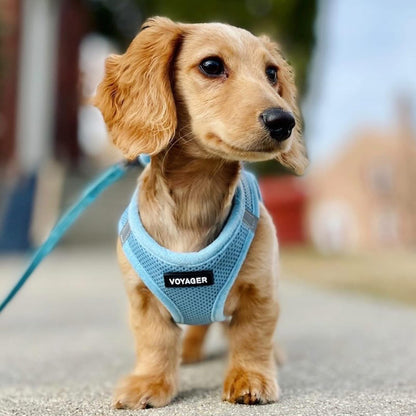 Best Pet Supplies Voyager Step-In Air All Weather Mesh Harness and Reflective Dog 5Ft Leash Combo with Neoprene Handle, for Small, Medium and Large Breed Puppies - Baby Blue, Small7