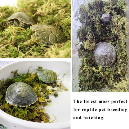5L Forest Moss for Hamster Syrian Gerbils Bedding, Natural Moss Perfect for Potted Plants, Terrariums, Reptile Tanks and Live Creature Projects5