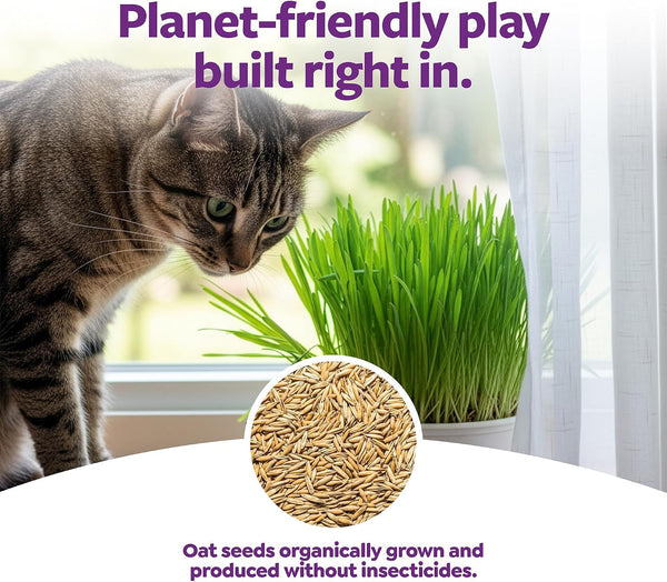 Smartykat Sweet Greens Organic Oat Grass All-In-One Cat Grass Grow Kit, Easy-To-Grow to Support Digestion & Hairball Reduction4