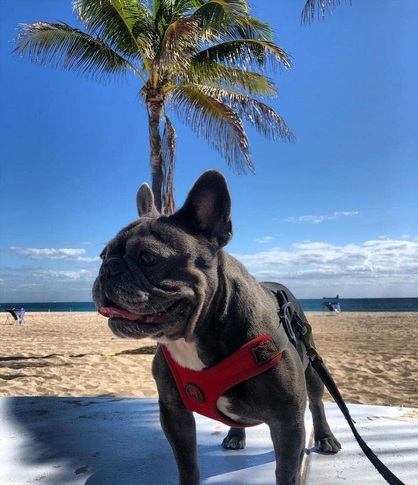 gooby-escape-free-sport-harness-red-medium-no-choke-step-in-patented-neoprene-small-dog-harness-with-four-point-adjustment-perfect-on-the-go-dog-harness-for-medium-dogs-no-pull-and-small-dogs